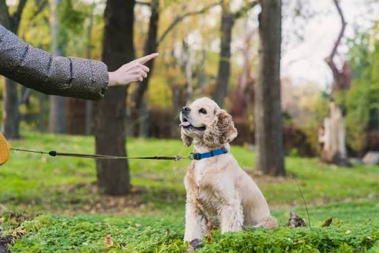 Online training consultation on a laptop with a dog